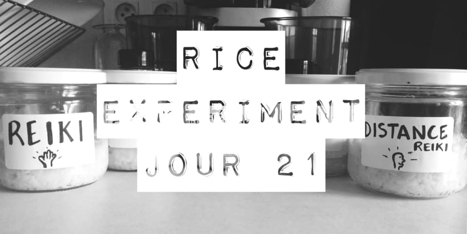 Rice Experiment J21 – Dernier jour